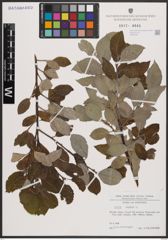 Foto von Salix caprea L.